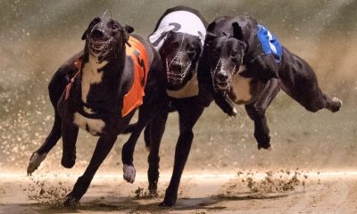 SIS signs exclusive partnership with Irish Greyhound Derby
