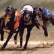 SIS signs exclusive partnership with Irish Greyhound Derby