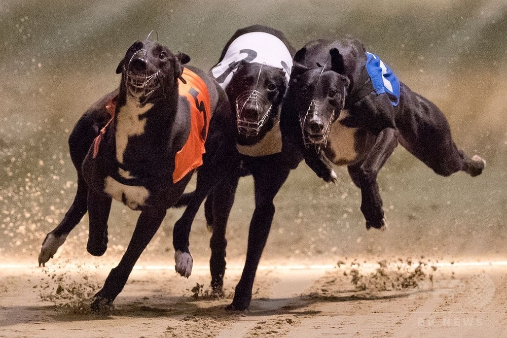 SIS signs exclusive partnership with Irish Greyhound Derby