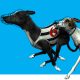 Vermantia’s Ultimate Live Greyhound Channel expands in Africa with Fortune Bets