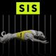 SIS publishes UK greyhound return to racing schedule