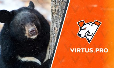 Virtus.pro will take care of a real bear