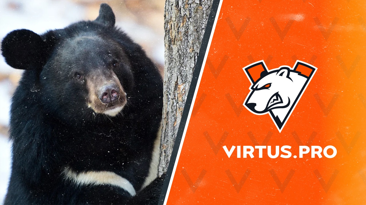 Virtus.pro will take care of a real bear