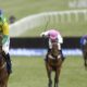 CHELTENHAM FESTIVAL 'DEAD CERTS' SUPPLIED BY PADDY POWER EXPERTS RUBY WALSH, TONY MULLINS, LYDIA HISLOP AND FRANK HICKEY